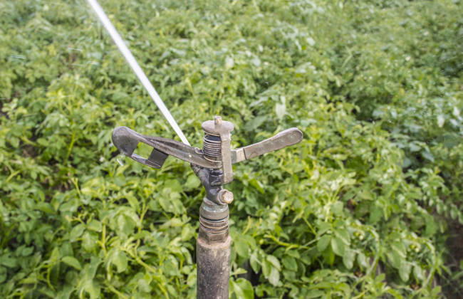 Full circle impact sprinkler at work over green field Badajoz, Extremadura, Spain R_JUAU260713A-2073916-01 ,model released, Symbolfoto ,property released