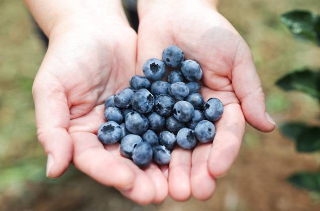 Russia Agriculture Blueberry Harvesting 9210120 22.07.2026 A worker displays blueberries picked at the Kolos Kubani enterprise in the town of Krymsk, Krasnodar Region, Russia. Vitaly Timkiv Sputnik Krymsk Krasnodar region Russia Copyright: xVitalyxTimkivx