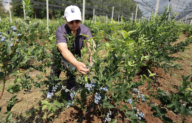 Russia Agriculture Blueberry Harvesting 9210139 22.07.2026 A worker picks blueberries at the Kolos Kubani enterprise in the town of Krymsk, Krasnodar Region, Russia. Vitaly Timkiv Sputnik Krymsk Krasnodar region Russia Copyright: xVitalyxTimkivx
