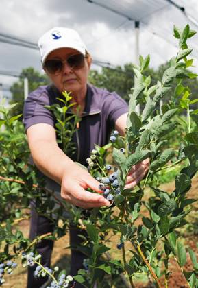 Russia Agriculture Blueberry Harvesting 9210141 22.07.2026 A worker picks blueberries at the Kolos Kubani enterprise in the town of Krymsk, Krasnodar Region, Russia. Vitaly Timkiv Sputnik Krymsk Krasnodar region Russia Copyright: xVitalyxTimkivx