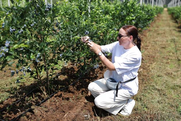 Russia Agriculture Blueberry Harvesting 9210146 22.07.2026 A worker picks blueberries at the Kolos Kubani enterprise in the town of Krymsk, Krasnodar Region, Russia. Vitaly Timkiv Sputnik Krymsk Krasnodar region Russia Copyright: xVitalyxTimkivx