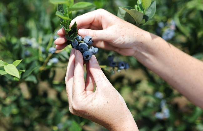 Russia Agriculture Blueberry Harvesting 9210150 22.07.2026 A worker picks blueberries at the Kolos Kubani enterprise in the town of Krymsk, Krasnodar Region, Russia. Vitaly Timkiv Sputnik Krymsk Krasnodar region Russia Copyright: xVitalyxTimkivx