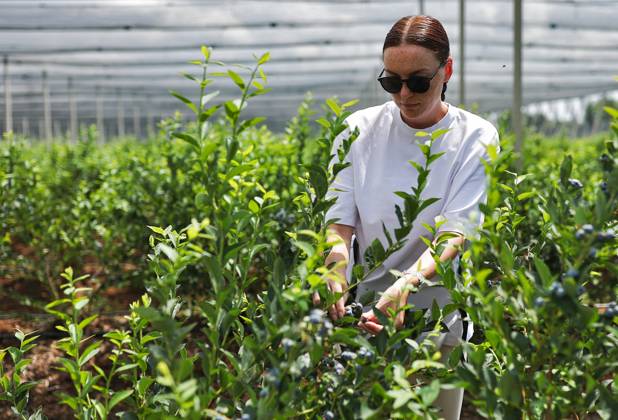 Russia Agriculture Blueberry Harvesting 9210151 22.07.2026 A worker picks blueberries at the Kolos Kubani enterprise in the town of Krymsk, Krasnodar Region, Russia. Vitaly Timkiv Sputnik Krymsk Krasnodar region Russia Copyright: xVitalyxTimkivx