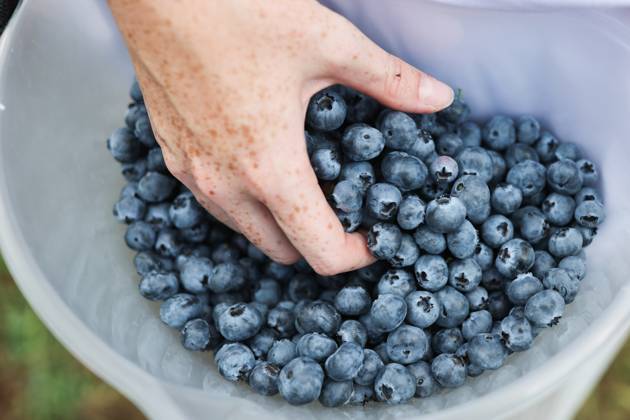 Russia Agriculture Blueberry Harvesting 9210160 22.07.2026 A worker sorts blueberries at the Kolos Kubani enterprise in the town of Krymsk, Krasnodar Region, Russia. Vitaly Timkiv Sputnik Krymsk Krasnodar region Russia Copyright: xVitalyxTimkivx