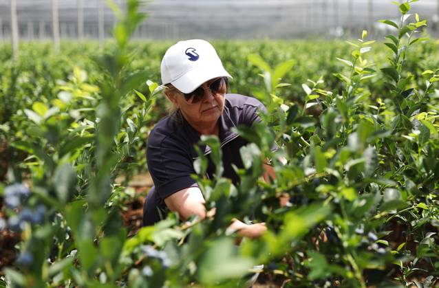 Russia Agriculture Blueberry Harvesting 9210153 22.07.2026 A worker picks blueberries at the Kolos Kubani enterprise in the town of Krymsk, Krasnodar Region, Russia. Vitaly Timkiv Sputnik Krymsk Krasnodar region Russia Copyright: xVitalyxTimkivx