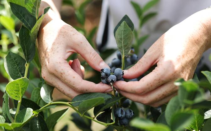 Russia Agriculture Blueberry Harvesting 9210157 22.07.2026 A worker picks blueberries at the Kolos Kubani enterprise in the town of Krymsk, Krasnodar Region, Russia. Vitaly Timkiv Sputnik Krymsk Krasnodar region Russia Copyright: xVitalyxTimkivx