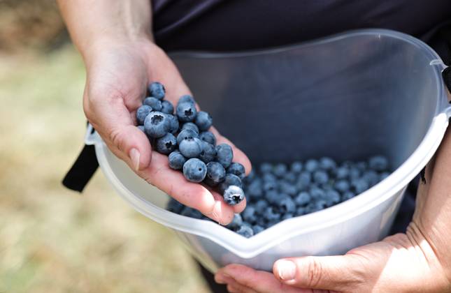 Russia Agriculture Blueberry Harvesting 9210158 22.07.2026 A worker displays blueberries picked at the Kolos Kubani enterprise in the town of Krymsk, Krasnodar Region, Russia. Vitaly Timkiv Sputnik Krymsk Krasnodar region Russia Copyright: xVitalyxTimkivx