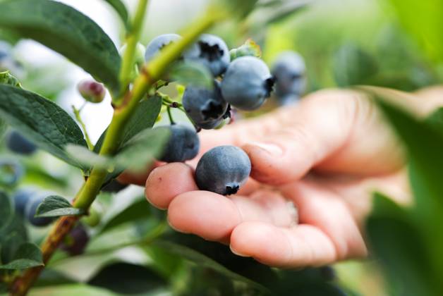 Russia Agriculture Blueberry Harvesting 9210159 22.07.2026 A worker picks blueberries at the Kolos Kubani enterprise in the town of Krymsk, Krasnodar Region, Russia. Vitaly Timkiv Sputnik Krymsk Krasnodar region Russia Copyright: xVitalyxTimkivx