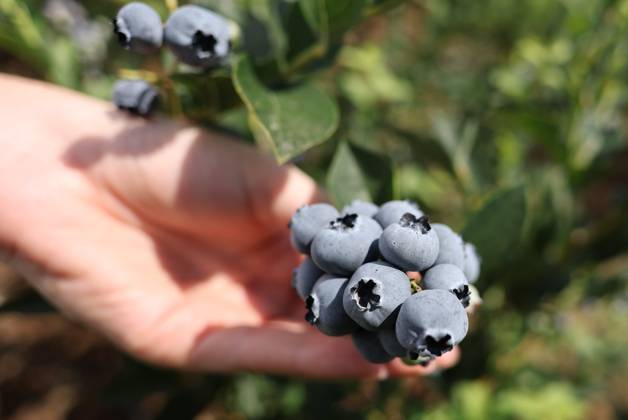 Russia Agriculture Blueberry Harvesting 9210165 22.07.2026 A worker picks blueberries at the Kolos Kubani enterprise in the town of Krymsk, Krasnodar Region, Russia. Vitaly Timkiv Sputnik Krymsk Krasnodar region Russia Copyright: xVitalyxTimkivx