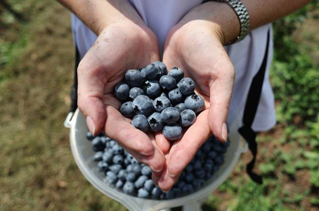 Russia Agriculture Blueberry Harvesting 9210167 22.07.2026 A worker displays blueberries picked at the Kolos Kubani enterprise in the town of Krymsk, Krasnodar Region, Russia. Vitaly Timkiv Sputnik Krymsk Krasnodar region Russia Copyright: xVitalyxTimkivx