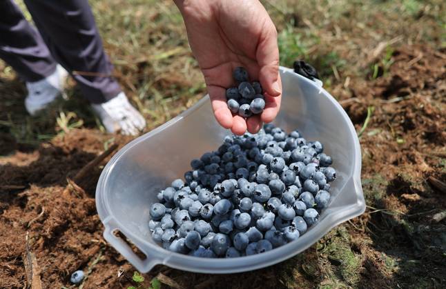 Russia Agriculture Blueberry Harvesting 9210164 22.07.2026 A worker displays blueberries picked at the Kolos Kubani enterprise in the town of Krymsk, Krasnodar Region, Russia. Vitaly Timkiv Sputnik Krymsk Krasnodar region Russia Copyright: xVitalyxTimkivx