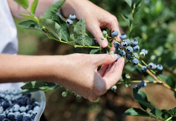 Russia Agriculture Blueberry Harvesting 9210163 22.07.2026 A worker picks blueberries at the Kolos Kubani enterprise in the town of Krymsk, Krasnodar Region, Russia. Vitaly Timkiv Sputnik Krymsk Krasnodar region Russia Copyright: xVitalyxTimkivx