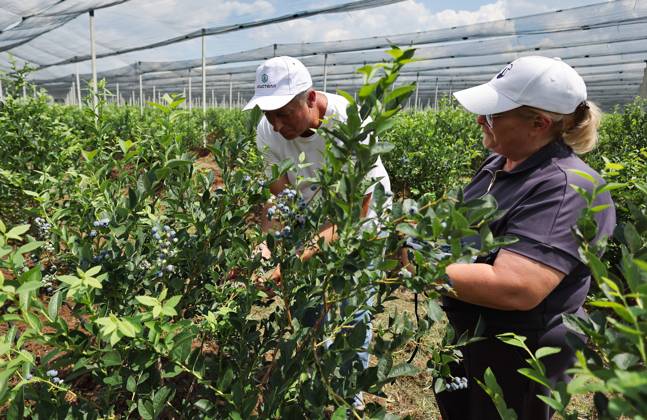 Russia Agriculture Blueberry Harvesting 9210168 22.07.2026 Workers pick blueberries at the Kolos Kubani enterprise in the town of Krymsk, Krasnodar Region, Russia. Vitaly Timkiv Sputnik Krymsk Krasnodar region Russia Copyright: xVitalyxTimkivx
