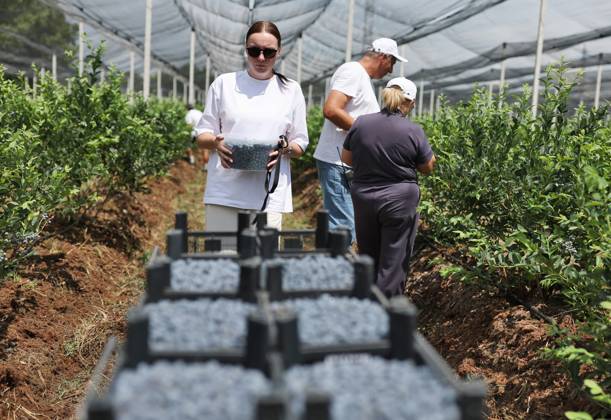 Russia Agriculture Blueberry Harvesting 9210170 22.07.2026 Workers pick blueberries at the Kolos Kubani enterprise in the town of Krymsk, Krasnodar Region, Russia. Vitaly Timkiv Sputnik Krymsk Krasnodar region Russia Copyright: xVitalyxTimkivx