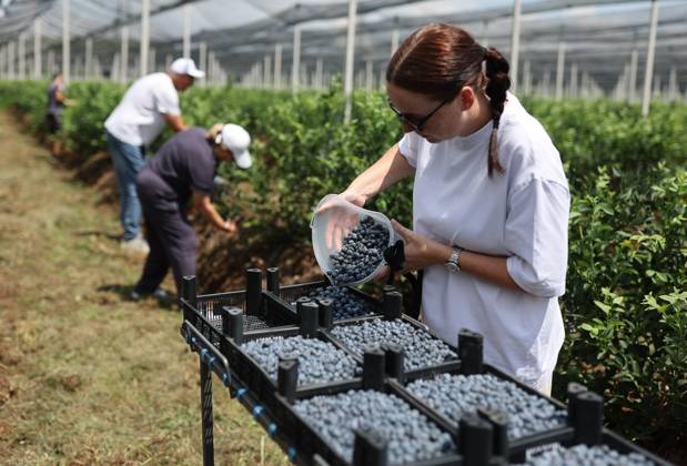 Russia Agriculture Blueberry Harvesting 9210172 22.07.2026 A worker sorts blueberries picked at the Kolos Kubani enterprise in the town of Krymsk, Krasnodar Region, Russia. Vitaly Timkiv Sputnik Krymsk Krasnodar region Russia Copyright: xVitalyxTimkivx