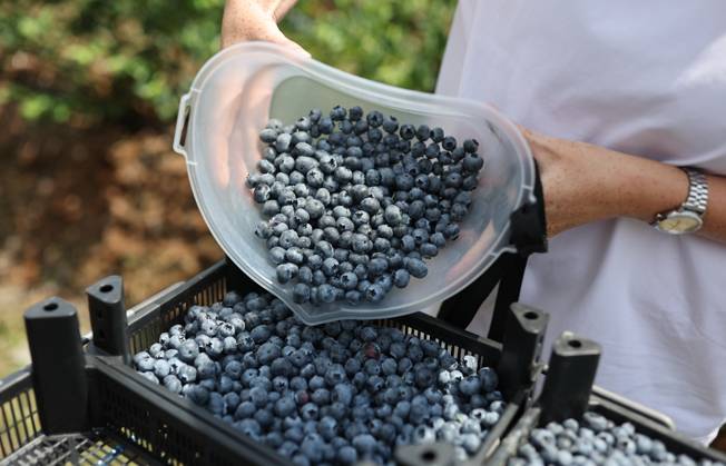 Russia Agriculture Blueberry Harvesting 9210173 22.07.2026 A worker sorts blueberries picked at the Kolos Kubani enterprise in the town of Krymsk, Krasnodar Region, Russia. Vitaly Timkiv Sputnik Krymsk Krasnodar region Russia Copyright: xVitalyxTimkivx