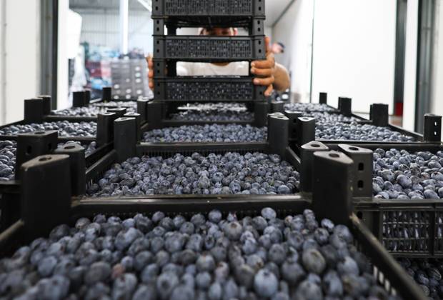 Russia Agriculture Blueberry Harvesting 9210178 22.07.2026 A worker unloads boxes of blueberries from a truck at the Kolos Kubani enterprise in the town of Krymsk, Krasnodar Region, Russia. Vitaly Timkiv Sputnik Krymsk Krasnodar region Russia Copyright: xVitalyxTimkivx