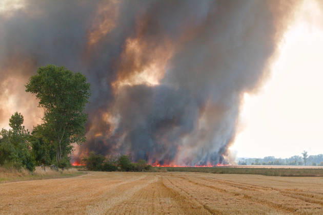 News Bilder des Tages 25.07.2026 Feldbrand bei Wadendorf Zörbig Anhalt-Bitterfeld Sachen-Anhalt Zweiter Feldbrand zwischen Wadendorf und Löberitz. Ein Feld steht in Flammen. Zörbig Sachsen-Anhalt Deutschland
