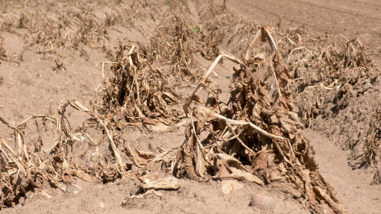 Deutschland steuert auf eine historische Dürrewelle zu und nun droht eine erneute mehrtägige Hitzewelle in Deutschland. Bis Mitte nächster Woche könnten erneut Temperaturen von bis zu 40 Â°C erreicht werden. Regen Fehlanzeige. Wie schlimm die Dürre bereits zugeschlagen hat, findet man vor allem am Rhein. Die Felder sind völlig ausgedorrt, Pflanzen vollkommen vertrocknet, die Bewässerung ist nur ein Tropfen auf einem heißen Stein. Bauern ackern bereits jetzt ihre staubtrockenen Felder. Einige Bäume haben bereits ihre Blätter abgeworfen und befinden sich bereits im Herbstmodus. Auf dem Rhein verursacht der sinkende Pegelstand immer mehr Probleme. Einige Autofähren mussten ihren Betrieb einstellen. Der Güterschiffsverkehr kann