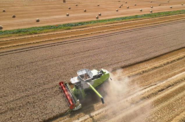 Getreideernte am Limit Trockenheit erhöht Brandgefahr. In Ditzumerverlaat im Landkreis Leer erreicht die Getreideernte ihren Höhepunkt. Mähdrescher arbeiten sich durch das staubtrockene Korn, während dichte Staubwolken über die Felder ziehen. Die anhaltende Trockenheit ist allgegenwärtig und mit jedem heißen Tag steigt die Gefahr eines Flächenbrandes. Ditzum Niedersachsen Deutschland