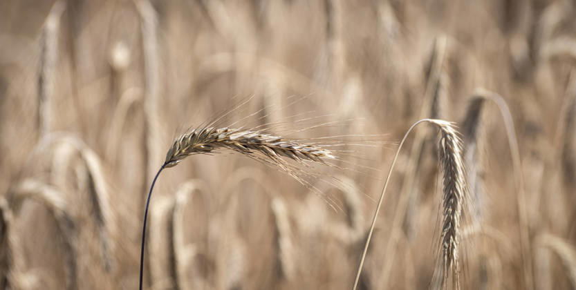 Roggen: Gesundes Brotgetreide. - Eine Roggenähre ganz nah. Das Getreide, das als anspruchloseste Getreideart gilt, wird in Mitteleuropa vor allem als Brotgetreide angebaut. Roggen besitzt viele Ballaststoffe, Vitamine und Mineralstoffe. Typisch für den Roggen sind die langen Grannen an den Ähren. Nürnberg Bayern Deutschland