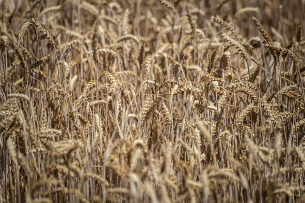 Weizen: Wichtigstes Getreide. - Blick in ein Weizenfeld (bei Burghaslach in Franken Bayern). Das Getreide besitzt in vielen Ländern eine herausragende Bedeutung. Die Ähren haben keine Grannen und sind vor der Ernte im Hochsommer goldgelb. Nürnberg Bayern Deutschland