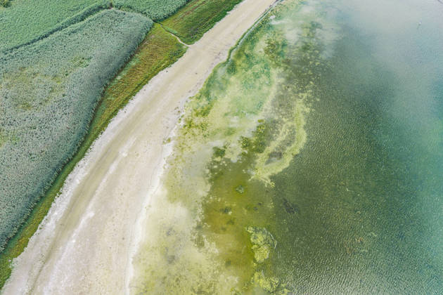 Bodenseeufer bei Moos mit wenig Wasser. Der Wasserstand ist aufgrund des heißen Sommers auf einem Tiefststand. In vielen Häfen des Untersees ist kaum noch Wasser. Moos liegt am Ufer des Bodensee auf der Halbinsel Höri. 06.08.2026, Moos, Baden-Württemberg, Deutschland