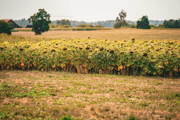 Sonnenblumenfeld kurz vor der Ernte in ländlicher Agrarlandschaft. Totale, Landwirtschaft, Ackerbau, Sonnenblumen, verblühte Sonnenblumen, Saatgutproduktion, Ölpflanzen, Erntezeit, Trockenheit, Dürre, Hitze, Klimawandel, Wetterextreme, Vegetation, Feld, Natur, ländlicher Raum, Sommer, Umwelt, Ernährung, Biodiversität, Landnutzung, Agrarwirtschaft, Deutschland, Schweiz, Österreich, Symbolbild. Copyright: xJOERANxSTEINSIEKx