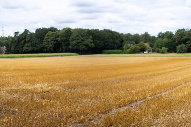 Getreideernte - Ein abgeerntetes Getreidefeld bei Lotte-Wersen (Nordrhein-Westfalen, Deutschland) mit verbliebenen Stoppeln, aufgenommen am 07.08.2026. Extreme Wetterwechsel aus anhaltenden Dürrephasen und Starkregenereignissen stellen die Landwirtschaft während der Getreideernte zunehmend vor große Herausforderungen und führen regional zu spürbaren Ertragseinbußen.