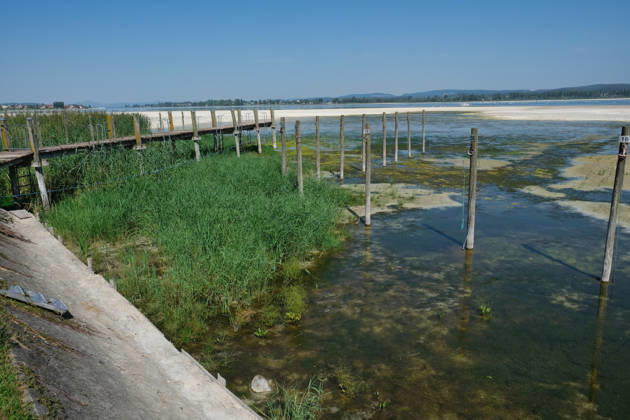 Niedrigwasser am Bodensee, im Bootshafen von Triboltingen (Schwiz) wächst Schilf