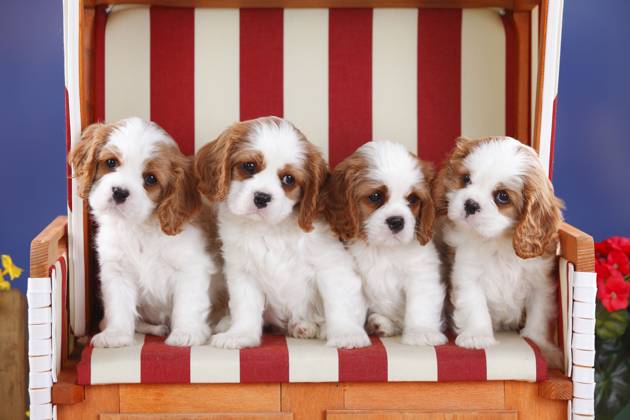Cavalier King Charles Spaniel, Welpen, Blenheim, weiß-braun, 8 Wochen, im rot-weiß gestreiften Strandkorb Cavalier King Charles Spaniel, puppies, Blenheim, white-brown, 8 weeks, in red-white striped wicker beach chair Copyright: imageBROKER P.xWegner iblpwe04674597.jpg
