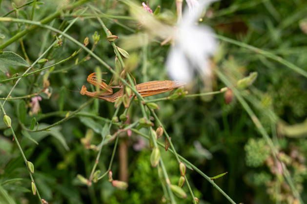 Gottesanbeterin zwischen Pflanzen und Blüten 17.08.26, Limburg: Symbolfoto, Illustrationsbild, Symbolbild, Illustrationsfoto, Alltagsszene Eine Europäische Gottesanbeterin (Mantis religiosa) sitzt zwischen grünen Pflanzen und Blüten. Die braun gefärbte Fangschrecke ist durch ihre Färbung zwischen den Stängeln gut getarnt. Die Gottesanbeterin gehört zu den Fangschrecken und ist auch in Deutschland zunehmend anzutreffen Limburg Hessen Deutschland