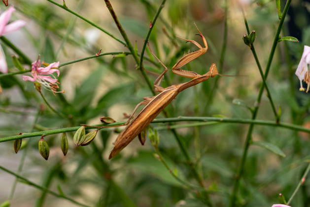 Gottesanbeterin zwischen Pflanzen und Blüten 17.08.26, Limburg: Symbolfoto, Illustrationsbild, Symbolbild, Illustrationsfoto, Alltagsszene Eine Europäische Gottesanbeterin (Mantis religiosa) sitzt zwischen grünen Pflanzen und Blüten. Die braun gefärbte Fangschrecke ist durch ihre Färbung zwischen den Stängeln gut getarnt. Die Gottesanbeterin gehört zu den Fangschrecken und ist auch in Deutschland zunehmend anzutreffen Limburg Hessen Deutschland