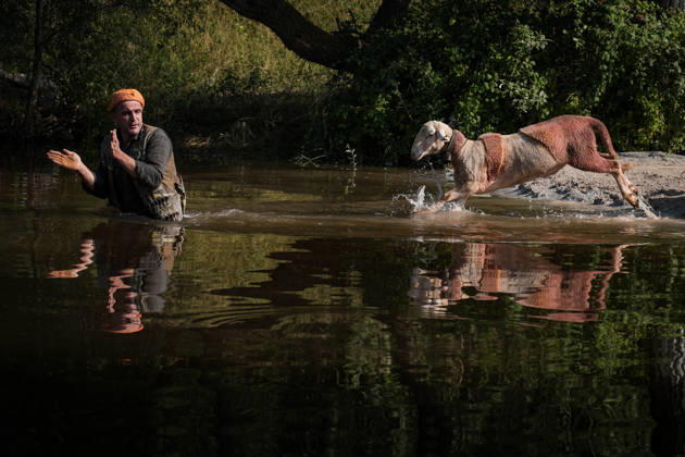 Shepherds and adorned sheep compete in Turkiye s 853-year-old river crossing contest DENIZLI, TURKIYE - AUGUST 23: Shepherds guide their sheep to cross the Buyuk Menderes River during the 853-year-old traditional Sheep Crossing Water Contest in the Cal district of Denizli, Turkiye on August 23, 2026. This year s historic event saw 47 shepherds with 63 flocks participating from surrounding districts. Waiting their turn since sunrise, the shepherds led their painted and decorated leader sheep ( elci ) to guide the rest of the flock across the river. Mahmut Serdar Alakus Anadolu Denizli Turkey. Editorial use only. Please get in touch for any other usage.  Copyright: x2026xAnadoluxMahmutxSerdarxAlakusx