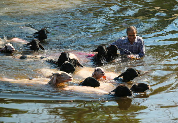 Shepherds and adorned sheep compete in Turkiye s 853-year-old river crossing contest DENIZLI, TURKIYE - AUGUST 23: Shepherds guide their sheep to cross the Buyuk Menderes River during the 853-year-old traditional Sheep Crossing Water Contest in the Cal district of Denizli, Turkiye on August 23, 2026. This year s historic event saw 47 shepherds with 63 flocks participating from surrounding districts. Waiting their turn since sunrise, the shepherds led their painted and decorated leader sheep ( elci ) to guide the rest of the flock across the river. Mahmut Serdar Alakus Anadolu Denizli Turkey. Editorial use only. Please get in touch for any other usage.  Copyright: x2026xAnadoluxMahmutxSerdarxAlakusx