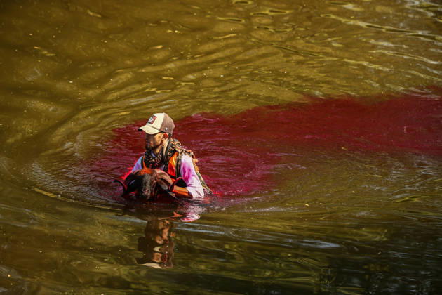 Shepherds and adorned sheep compete in Turkiye s 853-year-old river crossing contest DENIZLI, TURKIYE - AUGUST 23: Shepherds guide their sheep to cross the Buyuk Menderes River during the 853-year-old traditional Sheep Crossing Water Contest in the Cal district of Denizli, Turkiye on August 23, 2026. This year s historic event saw 47 shepherds with 63 flocks participating from surrounding districts. Waiting their turn since sunrise, the shepherds led their painted and decorated leader sheep ( elci ) to guide the rest of the flock across the river. Mahmut Serdar Alakus Anadolu Denizli Turkey. Editorial use only. Please get in touch for any other usage.  Copyright: x2026xAnadoluxMahmutxSerdarxAlakusx
