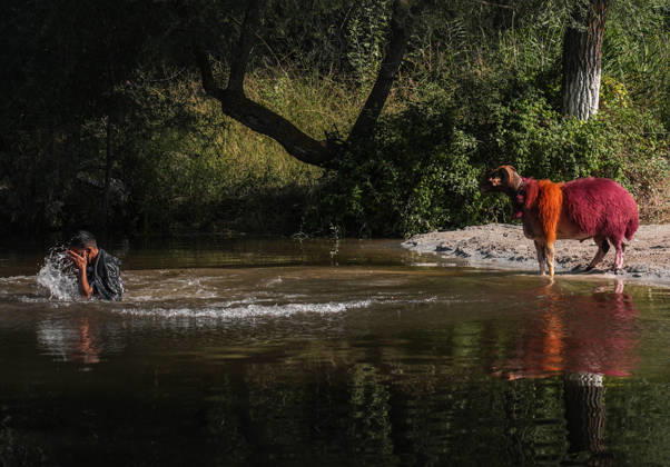 Shepherds and adorned sheep compete in Turkiye s 853-year-old river crossing contest DENIZLI, TURKIYE - AUGUST 23: Shepherds guide their sheep to cross the Buyuk Menderes River during the 853-year-old traditional Sheep Crossing Water Contest in the Cal district of Denizli, Turkiye on August 23, 2026. This year s historic event saw 47 shepherds with 63 flocks participating from surrounding districts. Waiting their turn since sunrise, the shepherds led their painted and decorated leader sheep ( elci ) to guide the rest of the flock across the river. Mahmut Serdar Alakus Anadolu Denizli Turkey. Editorial use only. Please get in touch for any other usage.  Copyright: x2026xAnadoluxMahmutxSerdarxAlakusx