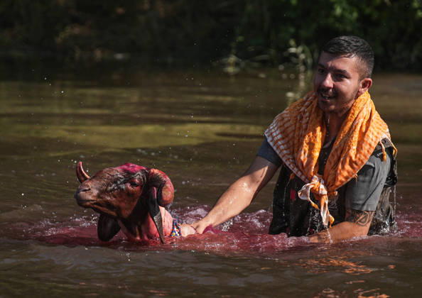 Shepherds and adorned sheep compete in Turkiye s 853-year-old river crossing contest DENIZLI, TURKIYE - AUGUST 23: Shepherds guide their sheep to cross the Buyuk Menderes River during the 853-year-old traditional Sheep Crossing Water Contest in the Cal district of Denizli, Turkiye on August 23, 2026. This year s historic event saw 47 shepherds with 63 flocks participating from surrounding districts. Waiting their turn since sunrise, the shepherds led their painted and decorated leader sheep ( elci ) to guide the rest of the flock across the river. Mahmut Serdar Alakus Anadolu Denizli Turkey. Editorial use only. Please get in touch for any other usage.  Copyright: x2026xAnadoluxMahmutxSerdarxAlakusx