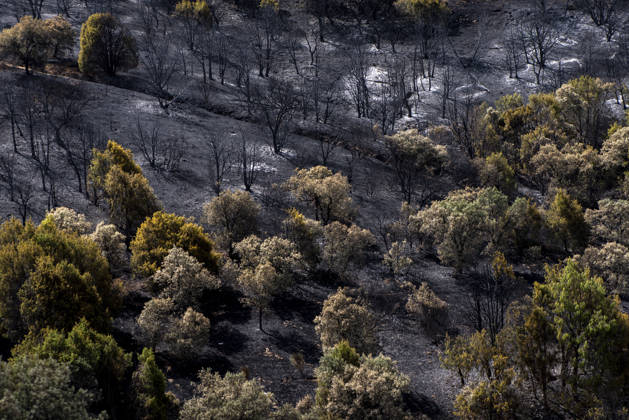 A wildfire in Aldea del Fresno, Madrid, forces the evacuation of this town and Villamantilla Vista after the fire passed through, on August 23, 2026, in Aldea del Fresno, Madrid, Spain. The wildfire that originated in Aldea del Fresno was downgraded from Operational Level 1 to Level 0 under the Civil Protection Plan on August 20 following a very favorable progression of the fire. AUGUST 23, 2026 FIRE EMbers BURNT LAND NATURE ÁBURNT TREES CHARRED FIRE SIERRA OESTE FIRE S PATH BURNT LANDSCAPE LANDSCAPE Aldea del Fresno Madrid Aldea del Fresno Madrid, Spain  Copyright: xGabrixSolerax 7728926