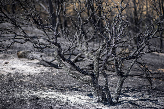 A wildfire in Aldea del Fresno, Madrid, forces the evacuation of this town and Villamantilla Vista after the fire passed through, on August 23, 2026, in Aldea del Fresno, Madrid, Spain. The wildfire that originated in Aldea del Fresno was downgraded from Operational Level 1 to Level 0 under the Civil Protection Plan on August 20 following a very favorable progression of the fire. AUGUST 23, 2026 FIRE EMbers BURNT LAND NATURE ÁBURNT TREES CHARRED FIRE SIERRA OESTE FIRE S PATH BURNT LANDSCAPE LANDSCAPE Aldea del Fresno Madrid Aldea del Fresno Madrid, Spain  Copyright: xGabrixSolerax 7728927