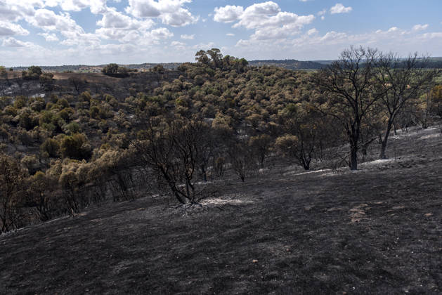 A wildfire in Aldea del Fresno, Madrid, forces the evacuation of this town and Villamantilla Vista after the fire passed through, on August 23, 2026, in Aldea del Fresno, Madrid, Spain. The wildfire that originated in Aldea del Fresno was downgraded from Operational Level 1 to Level 0 under the Civil Protection Plan on August 20, following a very favorable progression of the fire. AUGUST 23, 2026 FIRE EMAKES BURNT LAND NATURE ABURNT TREES CHARRED FIRE WESTERN MOUNTAINS FIRE S PATH BURNT LANDSCAPE LANDSCAPE Aldea del Fresno Madrid Aldea del Fresno Madrid, Spain  Copyright: xGabrixSolerax 7728934