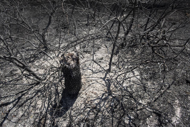 A wildfire in Aldea del Fresno, Madrid, forces the lockdown of this town and Villamantilla A charred tree, on August 23, 2026, in Aldea del Fresno, Madrid, Spain. The wildfire that originated in Aldea del Fresno was downgraded from Operational Level 1 to Level 0 under the Civil Protection Plan on August 20 following a very favorable progression of the fire. AUGUST 23, 2026 FIRE EMbers BURNT LAND NATUREBURNED TREES CHARRED FIRE SIERRA OESTE PATH OF THE FIRE BURNED LANDSCAPE LANDSCAPE TREE Aldea del Fresno Madrid Aldea del Fresno Madrid, Spain  Copyright: xGabrixSolerax 7728938