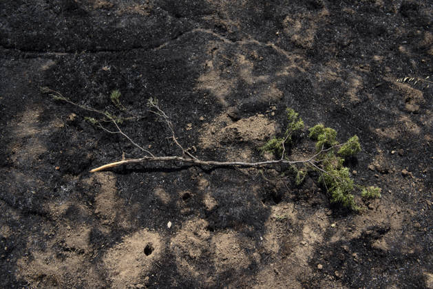 A wildfire in Aldea del Fresno, Madrid, forces the lockdown of this town and Villamantilla. A fallen branch on the scorched earth, August 23, 2026, in Aldea del Fresno, Madrid, Spain. The wildfire that originated in Aldea del Fresno was downgraded from Operational Level 1 to Level 0 under the Civil Protection Plan on August 20, following a very favorable progression of the fire. AUGUST 23, 2026 FIRE EMbers BURNT LAND NATURE ÁBURNT TREES CHARRED FIRE SIERRA OESTE PATH OF THE FIRE BURNT LANDSCAPE LANDSCAPE TREE BRANCH Aldea del Fresno Madrid Aldea del Fresno Madrid, Spain  Copyright: xGabrixSolerax 7728941
