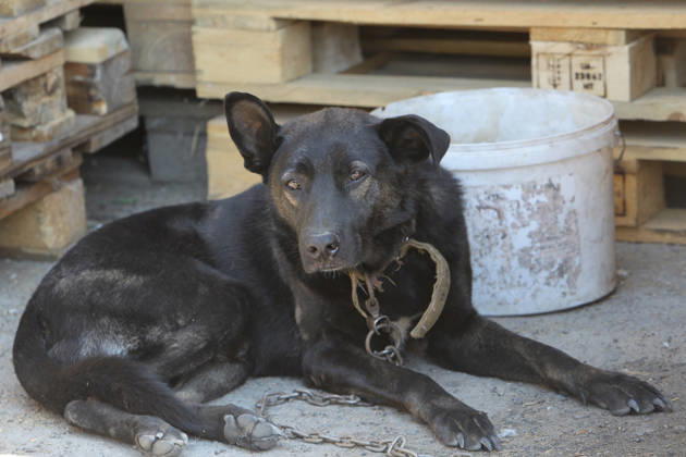 Tsygan the dog, which lives at a parking lot near the shopping and entertainment centre, survives a Russian attack in the suburb of Dnipro, Ukraine, August 25, 2026. Fires broke out inside and near the shopping mall as a result of the Russian attack. (Photo by Mykola Miakshykov Ukrinform) Russian attack hits parking lot near shopping mall in Dnipro suburb  Copyright: xMykolaxMiakshykovx