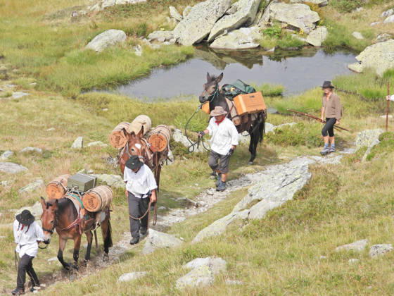 23.08.2026 Schweiz Grimselpass Saeumerfest 23 Jahre Sprinz-Route von Sachseln nach Domodossola.4.Etappe Guttannen - Obergesteln. Bild Die Saeumer mit Pferden im Aufstieg zum Grimselpass.