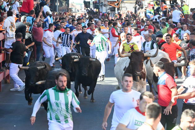 Sixth bull run of the San Sebastián de los Reyes festival in Madrid. Runners during the sixth bull run of the San Sebastián de los Reyes festival, featuring bulls from the Núnez de Tarifa ranch, on August 29, 2026, in San Sebastián de los Reyes, Madrid, Spain. This is one of the most iconic events of the patron saint festivities in honor of the Santísimo Cristo de los Remedios. The route is 820 meters long and runs from the pens to the bullring, drawing thousands of runners and spectators. During these days, there is also a nighttime bull run, a bull release, contests, and visits to the pens to see the bulls before the races. AUGUST 29, 2026 BULLS San Sebastián de los Reyes, Madrid San Sebastián de los Reyes, Madrid, Spain  Copyright: xGustavoxValientex 7736935