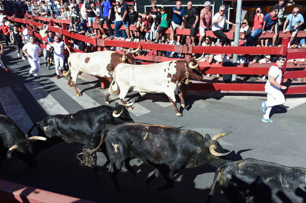 Sixth bull run of the San Sebastián de los Reyes festival in Madrid. Runners during the sixth bull run of the San Sebastián de los Reyes festival, featuring bulls from the Núnez de Tarifa ranch, on August 29, 2026, in San Sebastián de los Reyes, Madrid, Spain. This is one of the most iconic events of the patron saint festivities in honor of the Santísimo Cristo de los Remedios. The route is 820 meters long and runs from the pens to the bullring, drawing thousands of runners and spectators. During these days, there is also a nighttime bull run, a bull release, contests, and visits to the pens to see the bulls before the races. AUGUST 29, 2026 BULLS San Sebastián de los Reyes, Madrid San Sebastián de los Reyes, Madrid, Spain  Copyright: xGustavoxValientex 7736941