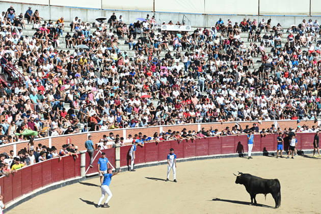 Sixth bull run of the San Sebastián de los Reyes festival in Madrid. Runners in the bullring during the sixth bull run of the San Sebastián de los Reyes festival, featuring bulls from the Núnez de Tarifa ranch, on August 29, 2026, in San Sebastián de los Reyes, Madrid, Spain. This is one of the most iconic events of the patron saint festivities in honor of the Santísimo Cristo de los Remedios. The route is 820 meters long and runs from the pens to the bullring, drawing thousands of runners and spectators. During these days, there is also a nighttime bull run, bull releases, contests, and visits to the pens to see the bulls before the races. AUGUST 29, 2026 BULLS San Sebastián de los Reyes, Madrid San Sebastián de los Reyes, Madrid, Spain Copyright: xGustavoxValientex 7736944