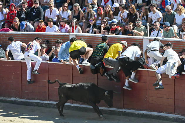 Sixth bull run of the San Sebastián de los Reyes festival in Madrid. Runners in the bullring during the sixth bull run of the San Sebastián de los Reyes festival, featuring bulls from the Núnez de Tarifa ranch, on August 29, 2026, in San Sebastián de los Reyes, Madrid, Spain. This is one of the most iconic events of the patron saint festivities in honor of the Santísimo Cristo de los Remedios. The route is 820 meters long and runs from the pens to the bullring, drawing thousands of runners and spectators. During these days, there is also a nighttime bull run, bull releases, contests, and visits to the pens to see the bulls before the races. AUGUST 29, 2026 BULLS San Sebastián de los Reyes, Madrid San Sebastián de los Reyes, Madrid, Spain Copyright: xGustavoxValientex 7736945