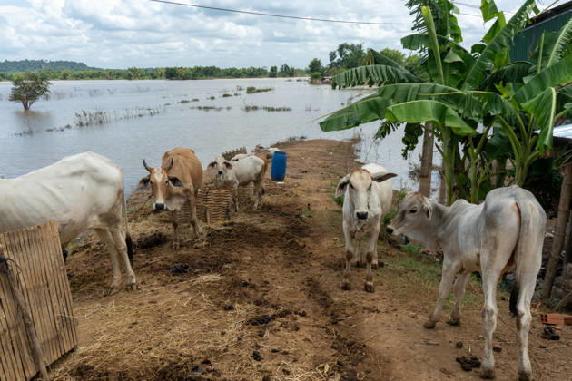 Flooded Kratie braces for another round of flooding KRATIE, CAMBODIA - AUGUST 30: Farmers in affected agricultural areas navigate boats through their fields or wade through the water, while livestock and farm equipment have been moved to higher ground along roads that remain above the floodwaters as more than 4,000 hectares of rice fields have been inundated by floods across four provinces, including Kratie province, Cambodia, as seen on August 30, 2026. Magdalena Chodownik Anadolu Kratie Cambodia. Editorial use only. Please get in touch for any other usage.  Copyright: x2026xAnadoluxMagdalenaxChodownikx
